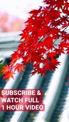 Relaxing Asian Music for Stress Relief