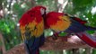 Amazing Love Bird Parrot Video | Parrot Free Stock Footage | Birds No Copyright Free Stock Footage