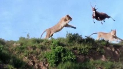 VIDEO: बचने के लिए पहाड़ी से कूदा हिरण, शेरनी ने हवा में छलांग लगा कर दिया काम तमाम