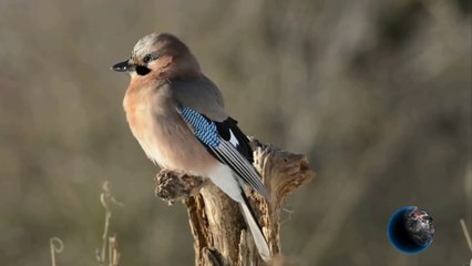 Relaxing Music - Meditation Music - Nature Ambience - Birds