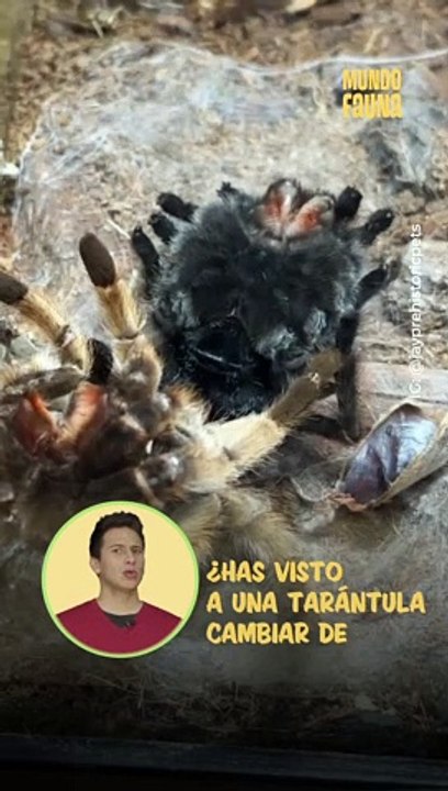 ¿Sabías que las tarántulas cambian de piel?