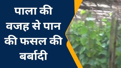 मधुबनी: पान उत्पादक किसानों के लिए शरद ऋतु बना समस्या