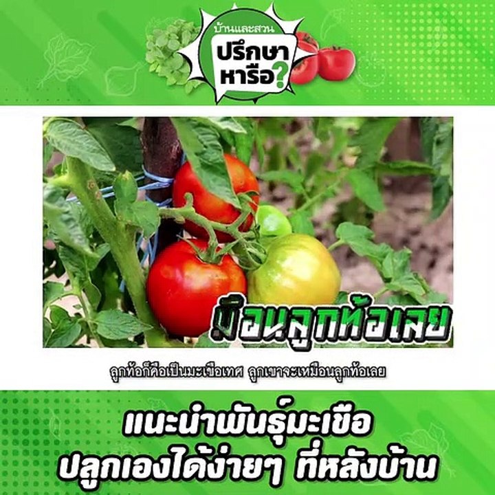 บ้านและสวนปรึกษาหารือ ปลูกมะเขือกินเอง