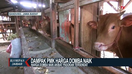 Pasokan Domba Tersendat Akibat Pmk