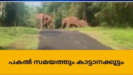 അങ്കമാലി: കല്ലാല എസ്റ്റേറ്റിൽ പകൽസമയത്തും കാട്ടാനക്കൂട്ടമിറങ്ങുന്നു