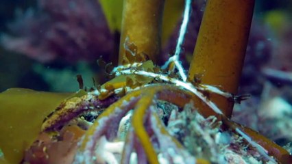 The fight to save giant kelp habitats in Tasmanian waters