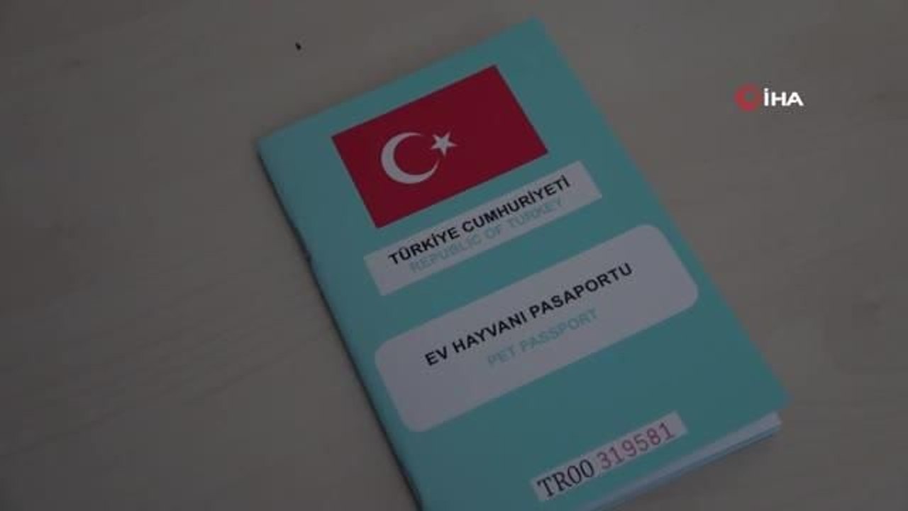 Kedi ve köpek sahipleri dikkat: Yasal süre 31 Aralık'ta doluyor