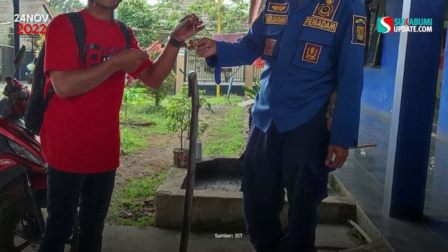 Menyelinap Masuk Rumah, Ular Kobra Tewaskan Warga Cicurug Sukabumi