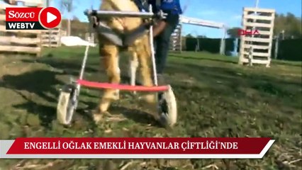 Kesilmekten kurtarılan engelli oğlak Emekli Hayvanlar Çiftliği’ne yerleştirildi