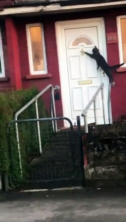 Funny Animals  Happenings with and about Animals  shorts