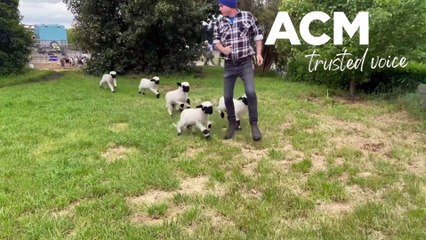 Valais lambs - November24, 2022 - The Standard