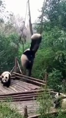 Funny Animals Compilation  shorts funnyanimals cat dog funny