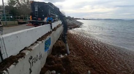 İstaç: Son Bir Haftada Yaklaşık 215 Ton Yosun Toplandı