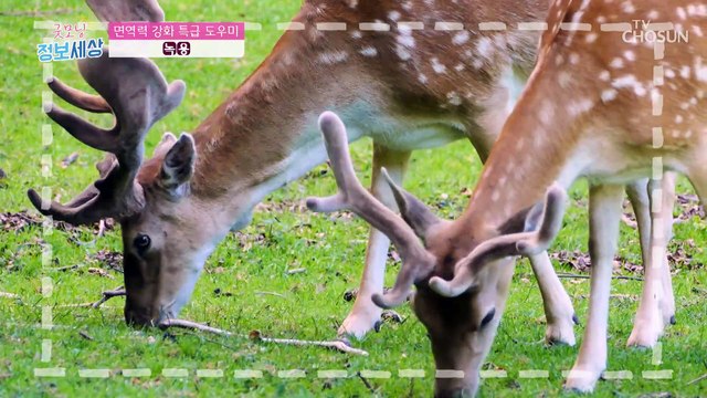 『 녹용 』 면역력을 올려주고 건강을 지켜주는 특급 비법 TV CHOSUN 221124 방송