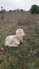 Small lamb so sleepy