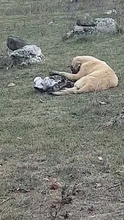 Puppy finds head bone in field