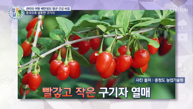 몸속 독소를 배출시켜 혈관 건강에 도움 주는 홍국 발효 구기자 TV CHOSUN 20221124 방송