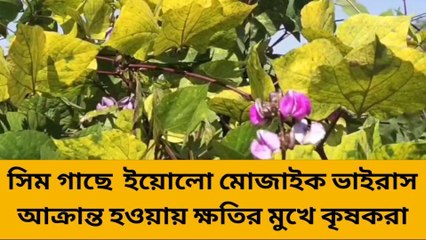 জলপাইগুড়ি: ভয়ঙ্কর ভাইরাসের আক্রমণে কাঁপছে উত্তরবঙ্গ !এই রোগের নেই ওষুধ