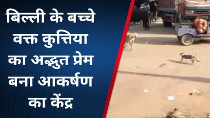 कुतिया व बिल्ली के बच्चे का अटूट प्रेम इंसानों के लिये बना मिसाल, देखें ये वीडियो