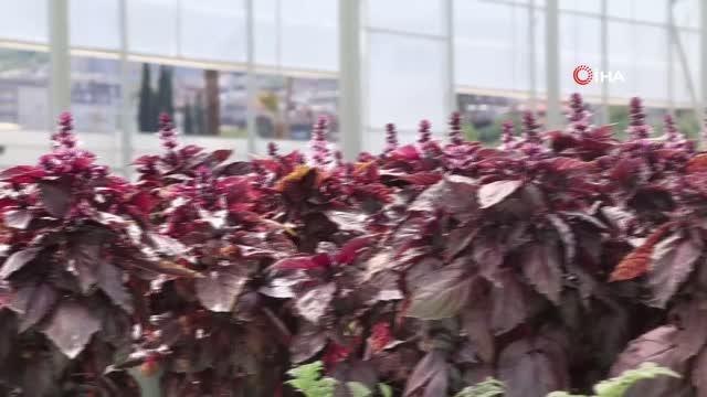 Hatay, topraksız tarımda 17 ülke şehirleri arasında birinci