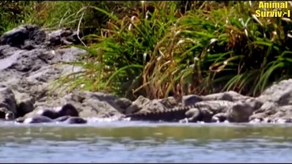 5 Times Crocodiles Were Killed By Their Own Prey In The Animal World   Animal Fights (2)