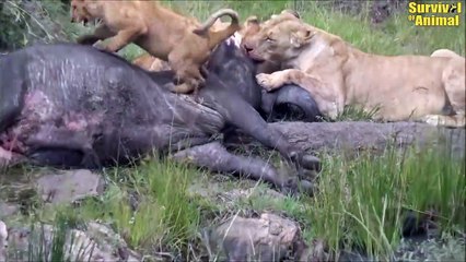 5 Times Hyenas Clashed With Beasts In The Animal World   Animal Fights