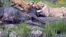 5 Times Hyenas Clashed With Beasts In The Animal World   Animal Fights