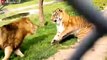 7 Times Lions Failed Miserably When Hunting - Great Battle Of Tigers And Lions   Animal Fights (3)