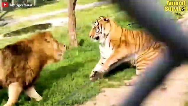 7 Times Lions Failed Miserably When Hunting - Great Battle Of Tigers And Lions Animal Fights (3)