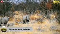 10 Wild Buffalo Battle Rhino - Uncompromising Fight Of Giants   Animal Fights