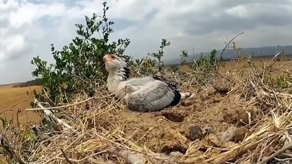 Amazing!!! The Secretary Bird Repeatedly Kicked The Bossy Jackal In Face With Its Foot As Prey