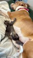 Ginger the Pitbull Is the Best Foster Mom to Kittens