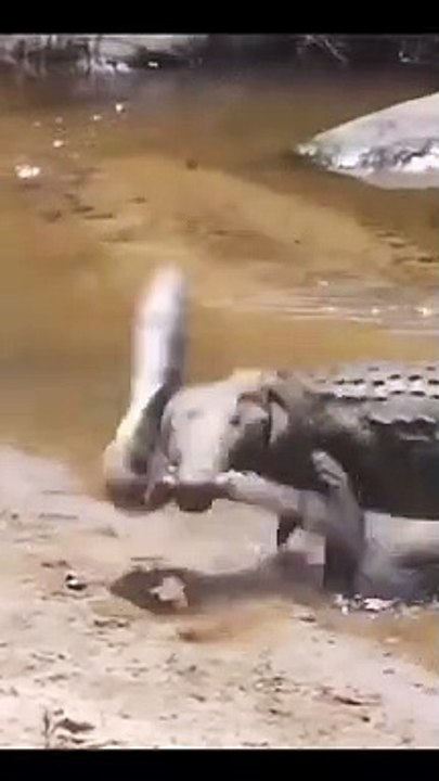 Buaya vs belut listrik