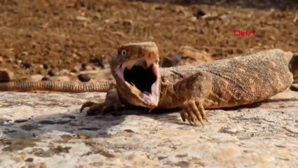 Şanlıurfa'da bulunan 'Çöl Varanı' tedaviye alındı