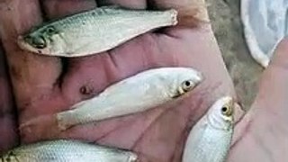 fish farming business