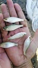 fish farming business