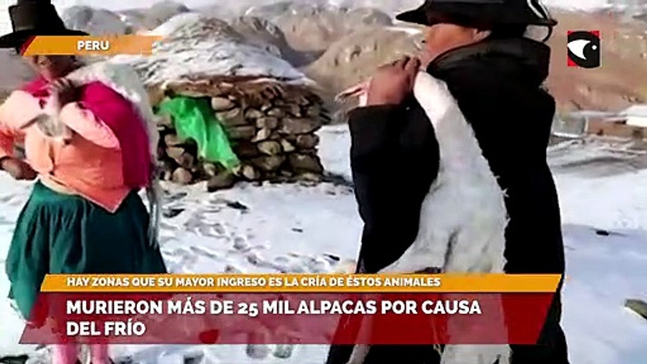Murieron más de 25 mil alpacas por causa del frío