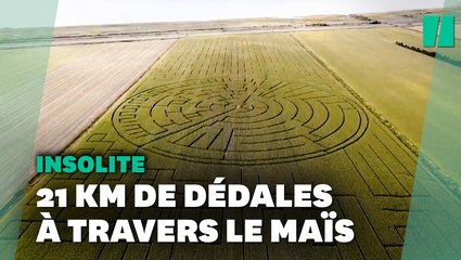 Ce champ est désormais le plus grand labyrinthe de maïs du monde