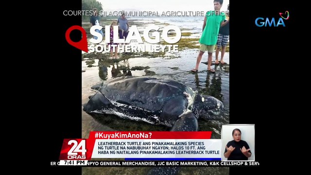 #KuyaKimAnoNa?: Fossils ng itinuturing na largest marine turtle na nabuhay sa Europe, nahukay sa Northeastern Spain | 24 Oras