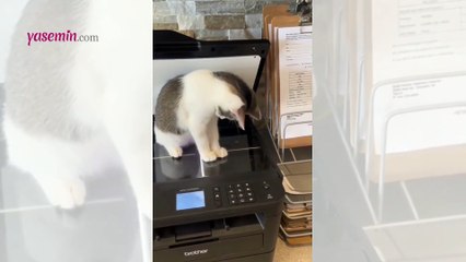 Buna da patikopi deniyor! Sevimli kedinin...