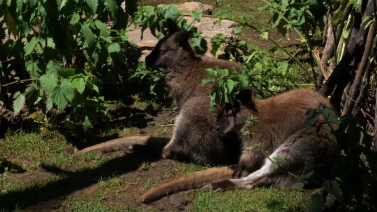 Tierpark Luckenwalde: Fuchs tötet alle Kängurus