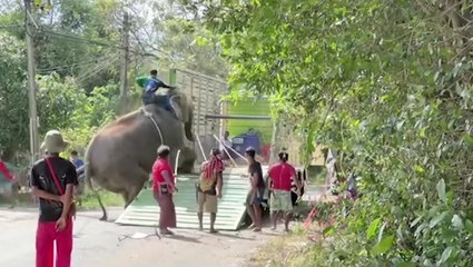 Distressed elephant collapses while being forced to climb into truck in Thailand