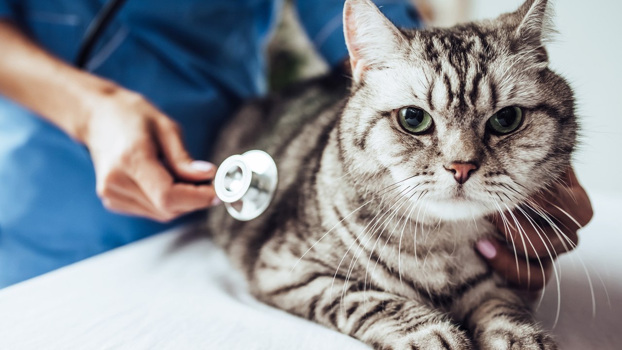 Katze hat Schuppen: Das kann dahinterstecken