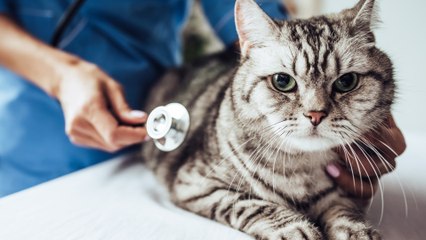 Katze hat Schuppen: Das kann dahinterstecken