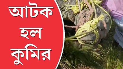 অবশেষে ধরা পড়ল কুমির, স্বস্তিতে স্থানীয়রা