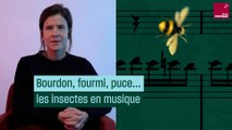 Bourdon, fourmi, puce… : les insectes en musique