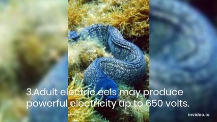 6 facts about electrical eels