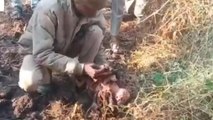 रायसेन: माता बनी कुमाता, जन्म के बाद नवजात को खेत में फेंका