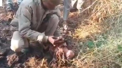 रायसेन: माता बनी कुमाता, जन्म के बाद नवजात को खेत में फेंका