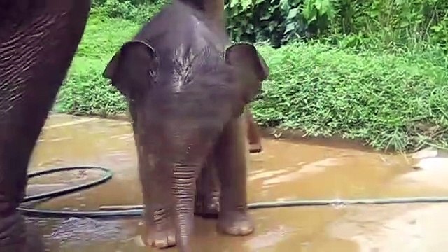 A three week old baby elephant exploring his territory